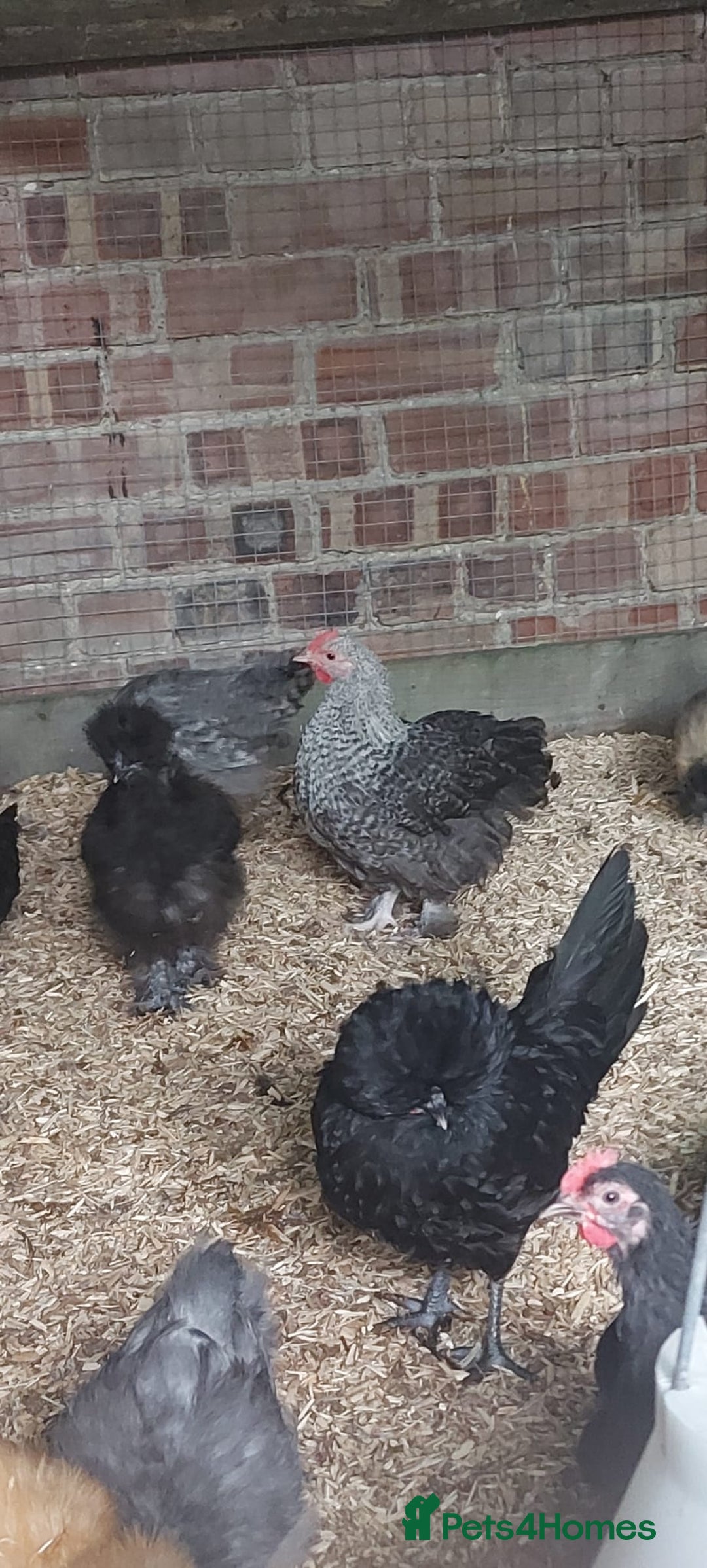 Chickens poultry for sale: roosters for free *frizzle, pekins, polish* - Image 2