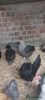 Chickens poultry - Advert 15