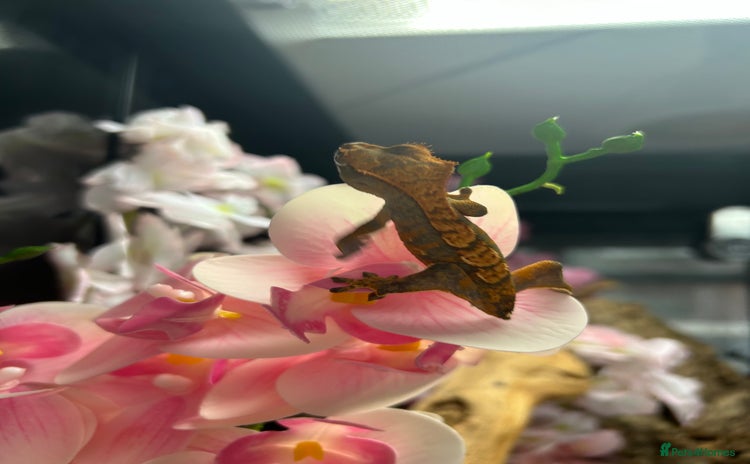 Gecko reptiles Young crested gecko - Advert 2