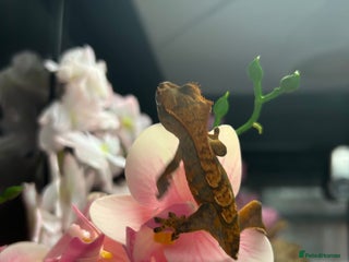 Gecko reptiles Young crested gecko - Advert 6