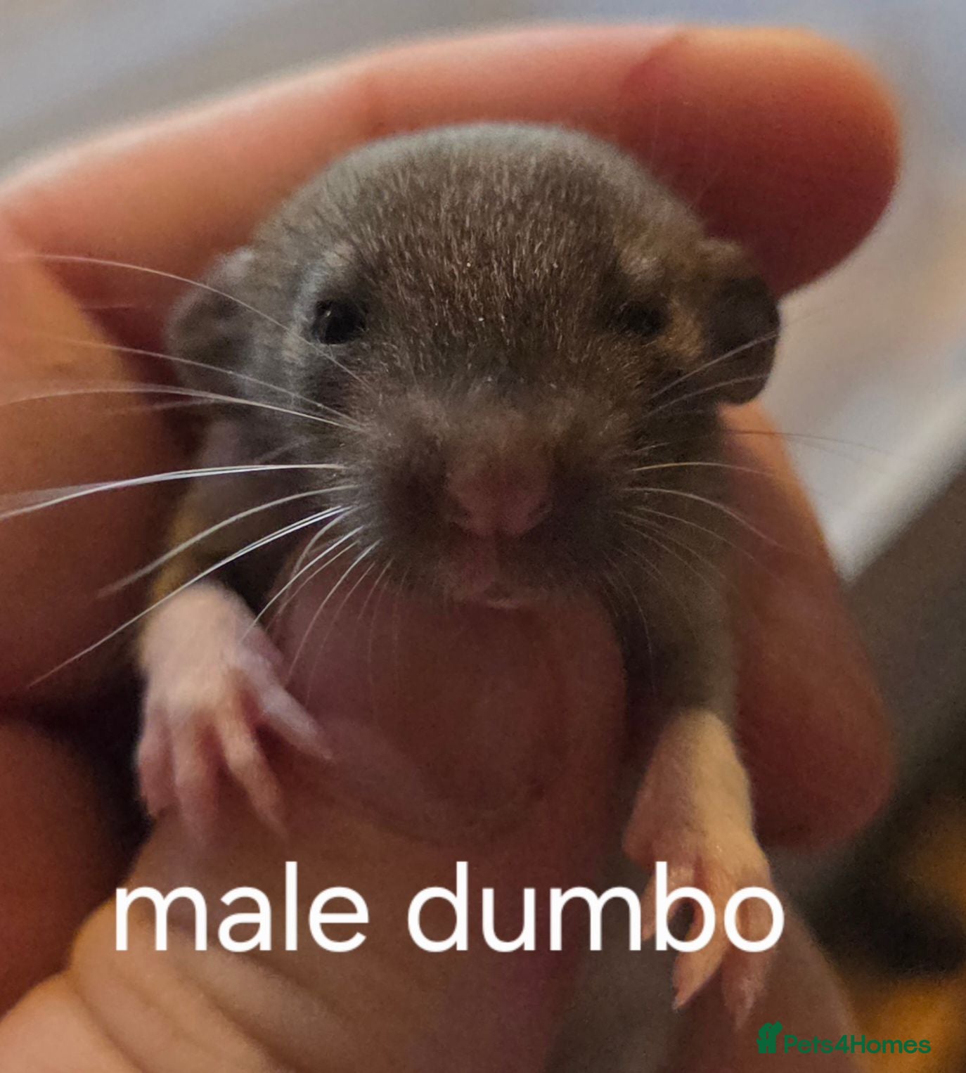 Rat rodents Dumbos and fancy rats ready now.  - Advert 1