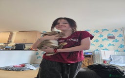 Rex rabbits for sale: 5 week old baby bunnies  - Advert 7