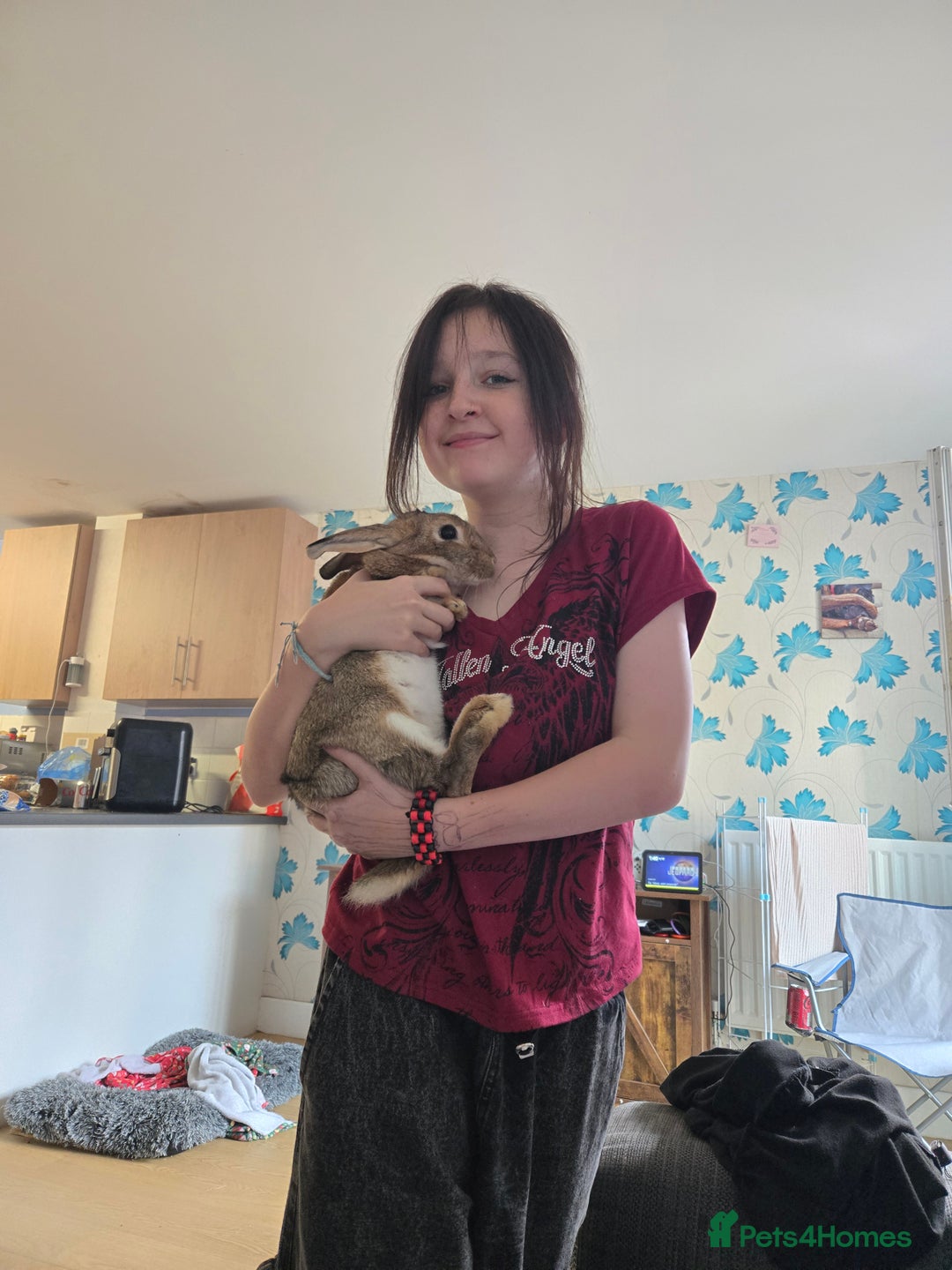 Rex rabbits for sale: 5 week old baby bunnies  - Advert 7