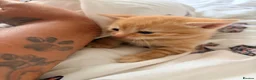 Domestic Shorthair cats for sale: 3 ginger and white boy kittens  in Cumnock - Advert 30