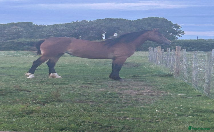 Welsh Section D horses - Advert 1