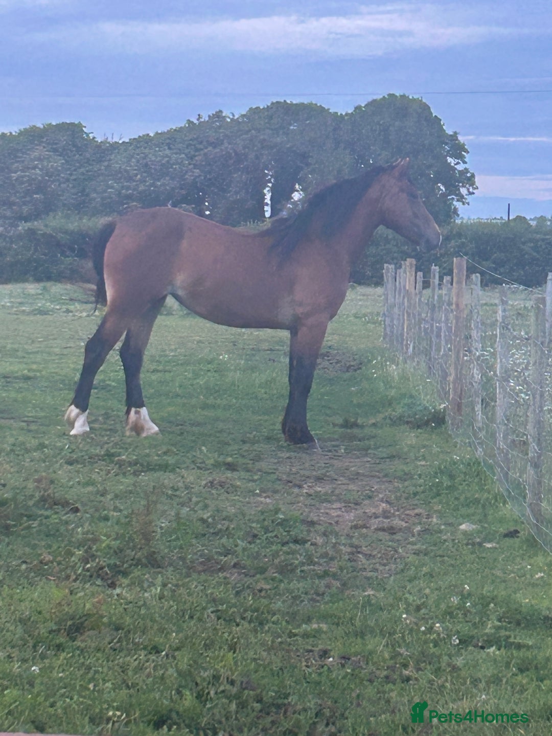 Welsh Section D horses for sale: 2yr old Welsh Cob Gelding - Image 1