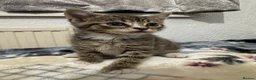 Mixed Breed cats for sale: Kittens for sale!  - Advert 13