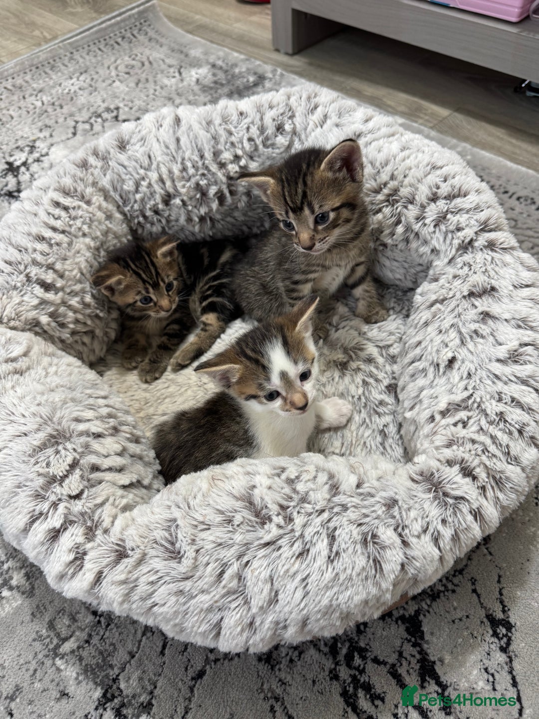 Mixed Breed cats for sale: 2 Adorable Boy Kittens for sale - Image 1