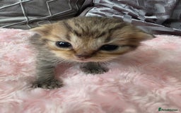 Scottish Fold cats for sale: 5 Beautiful ScottishFolds Kittens - Image 14