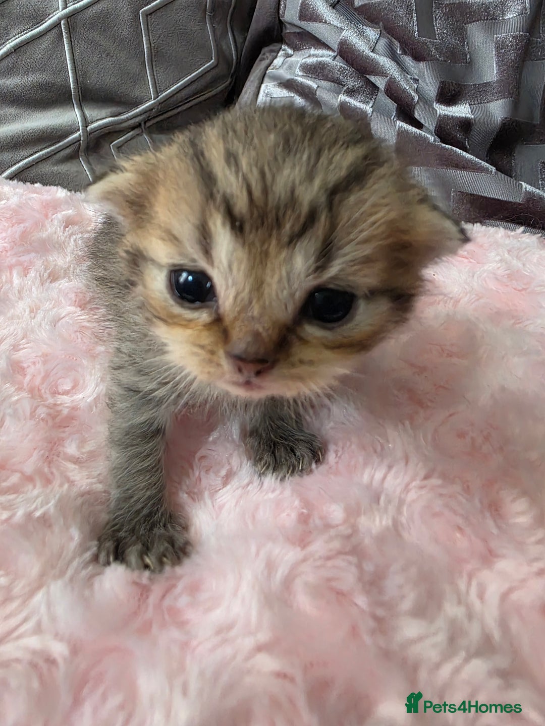 Scottish Fold cats for sale: 5 Beautiful ScottishFolds Kittens - Image 14