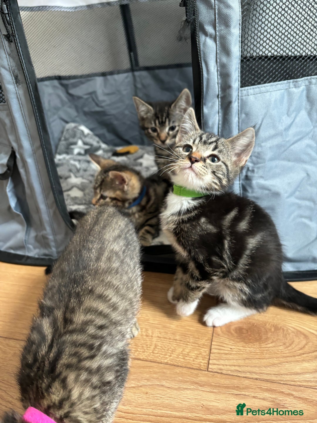 American Shorthair cats for sale: 🌟5 Adorable Kittens Ready For 4ever Home 🌟 - Advert 27