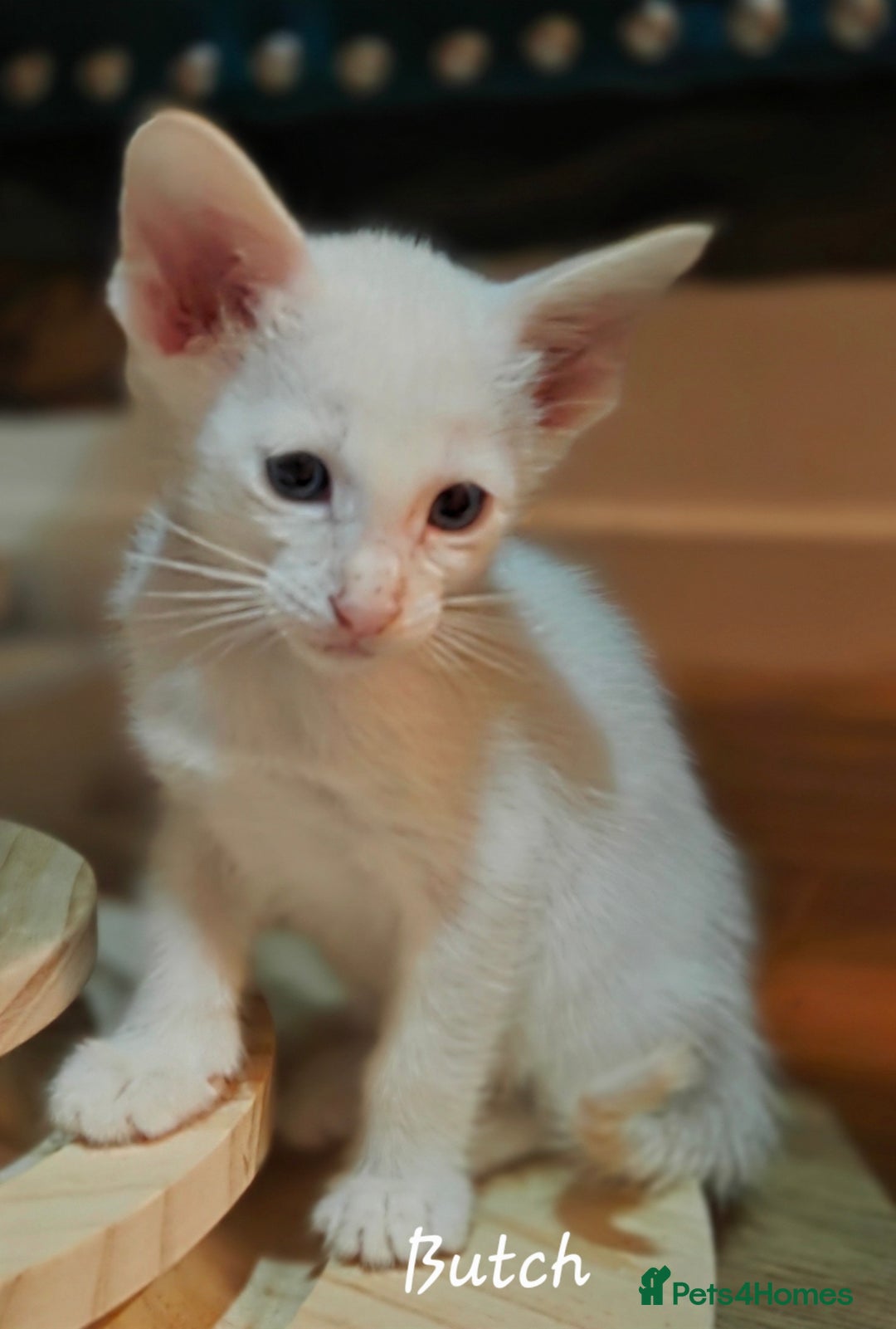 Siamese cats for sale: *1 left*Beautiful GCCF registered Siamese kittens  - Image 16