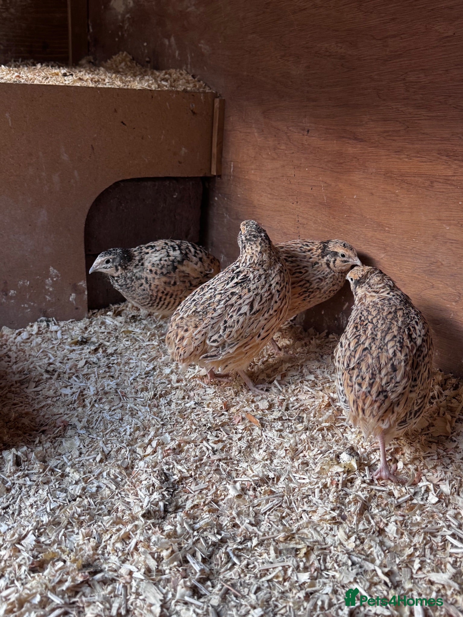 Quail poultry Female quail  - Advert 1