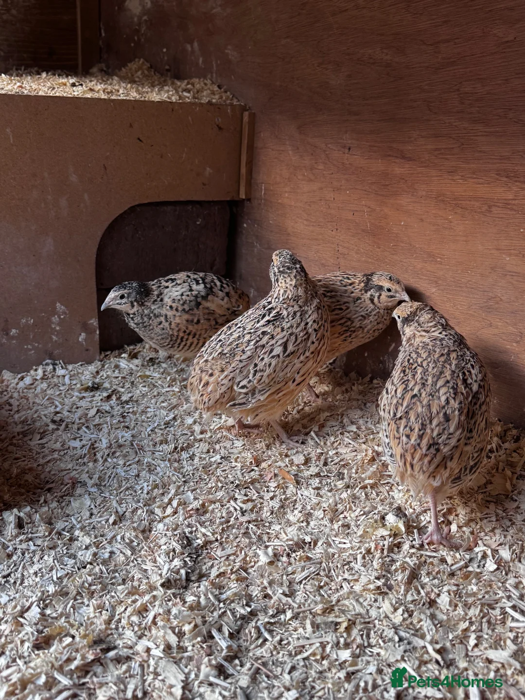Quail poultry for sale: Female quail  in Ipswich - Advert 1