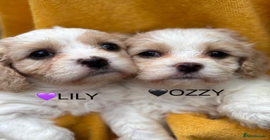 Cavapoochon dogs - Advert 2