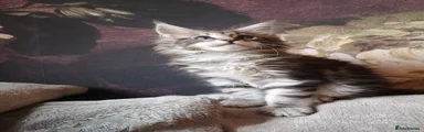 Maine Coon Kitten 3