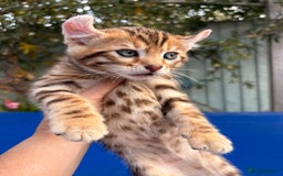 Keetso cats for sale: Stunning golden keetsos  - Image 23