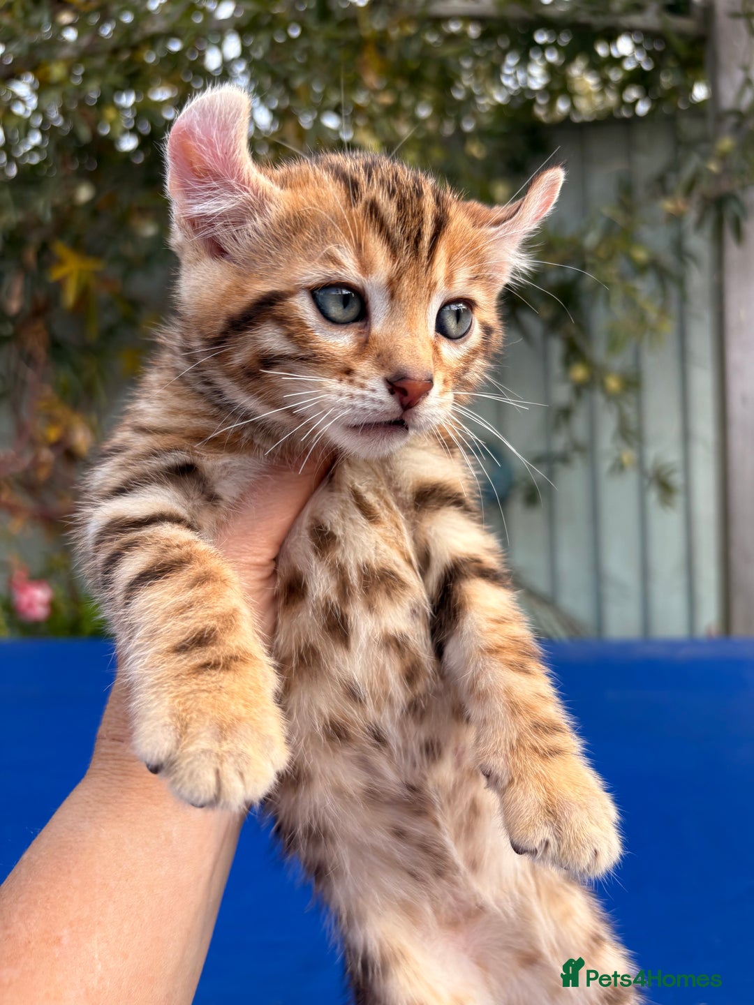Keetso cats for sale: Stunning golden keetsos  - Image 23