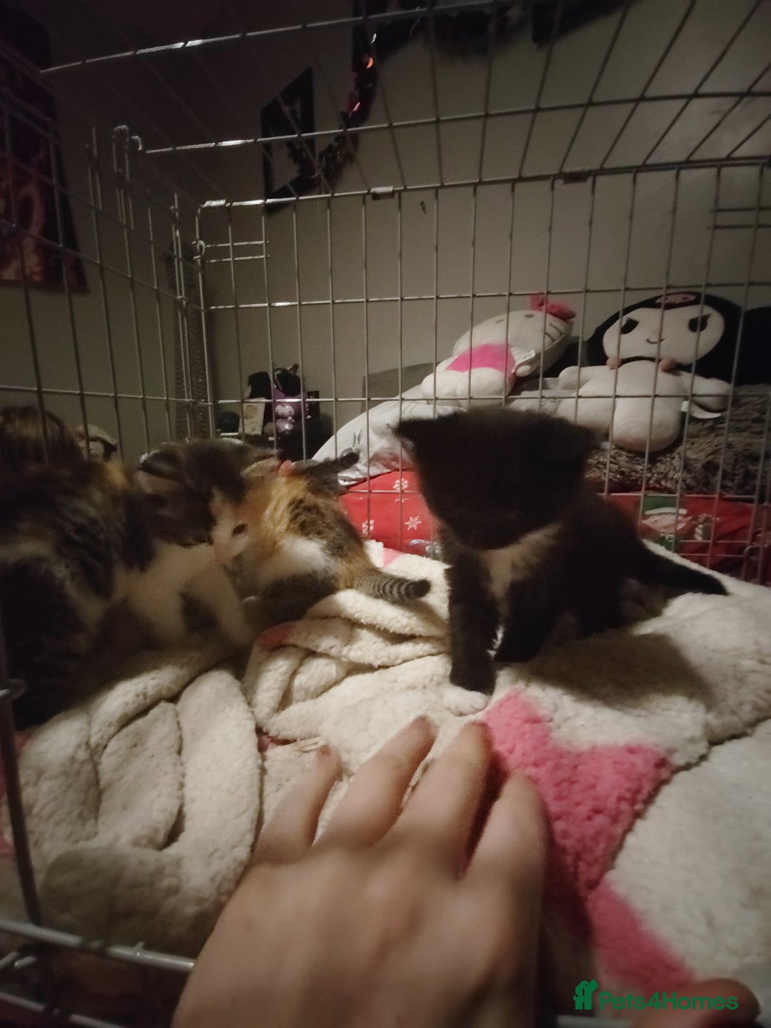 Mixed Breed cats for sale: Beautiful fluffy kittens  - Advert 6