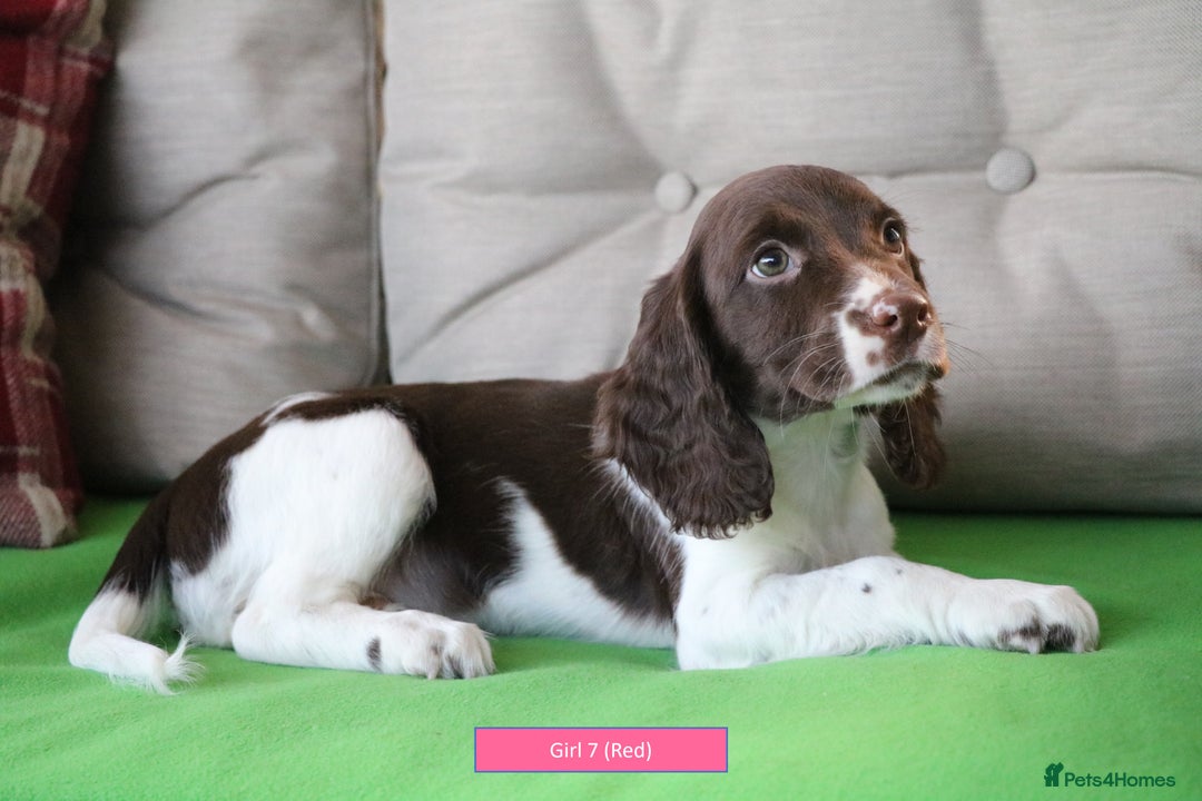 English Springer Spaniel dogs for sale: Health Tested English Springer Spaniel Puppies - Advert 5