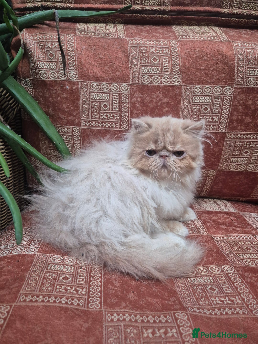 Exotic cats for sale: 💙READY NOW Persian boy💙🏆Champion sired💙 😸  - Advert 5