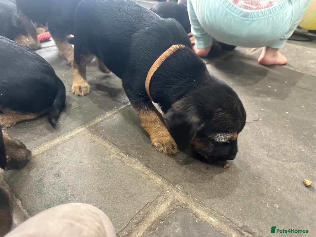 Border Terrier dogs for sale: Border Terrier Pups -Beautiful Pedigree  - Image 27