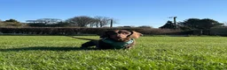 Dachshund dogs for stud: Monty  in Bradford - Advert 7