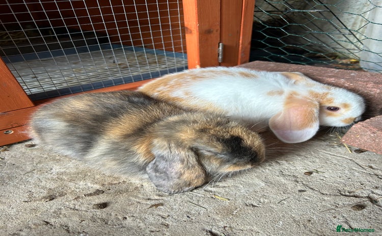 Mini Lop rabbits - Advert 12