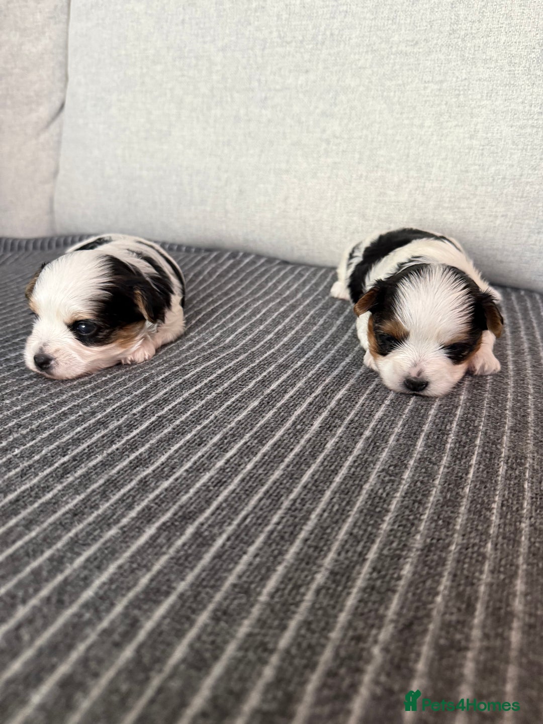 Biewer Terrier dogs for sale: Two beautiful puppies for sale. 1 boy 1 girl - Advert 4