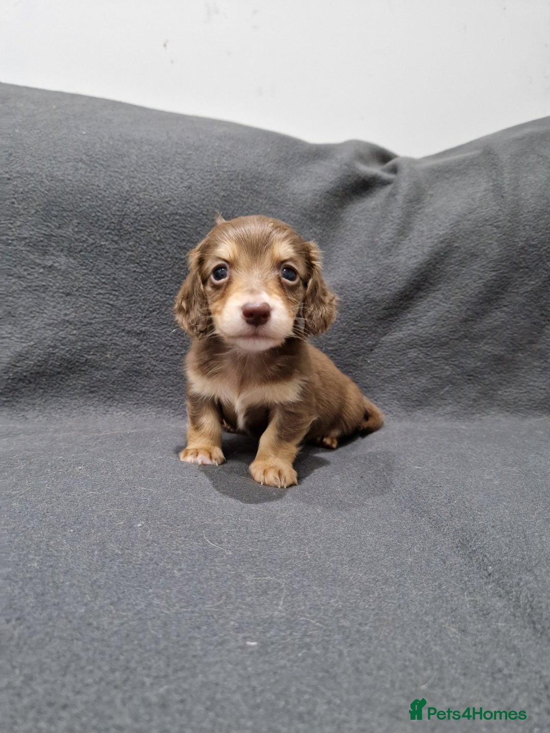 Miniature Dachshund dogs for sale: Quality KC Registered Mini Long-Haired Dachshunds  - Advert 20