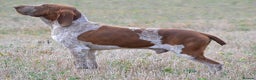 Bracco Italiano dogs for sale: Puppies due end of Jan!!   - Advert 25