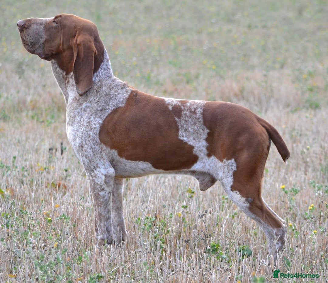 Bracco Italiano dogs for sale: Puppies due end of Jan!!   - Advert 25