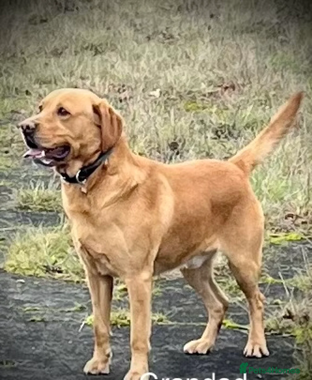 Labrador Retriever dogs for sale: KC Labrador Pups Chunky Traditional  Working - Advert 34