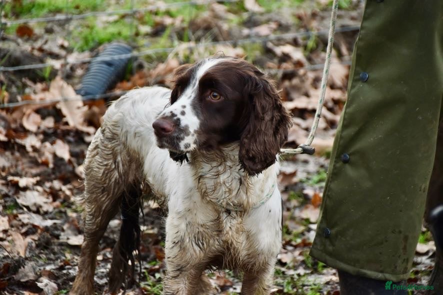 Sprocker dogs Working sprocker spaniels  - Advert 1