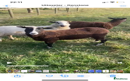 Sheep livestock for sale: 3 Zwarbles X shearlings - Image 3