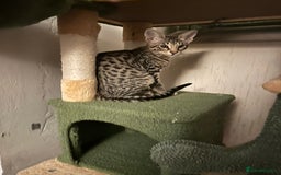 Savannah cats for sale: Savannah F4 girl kittens - Image 10