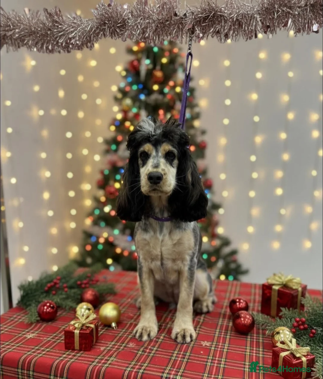 Cocker Spaniel dogs for sale: Beautiful show Cocker spaniel girl  - Advert 2