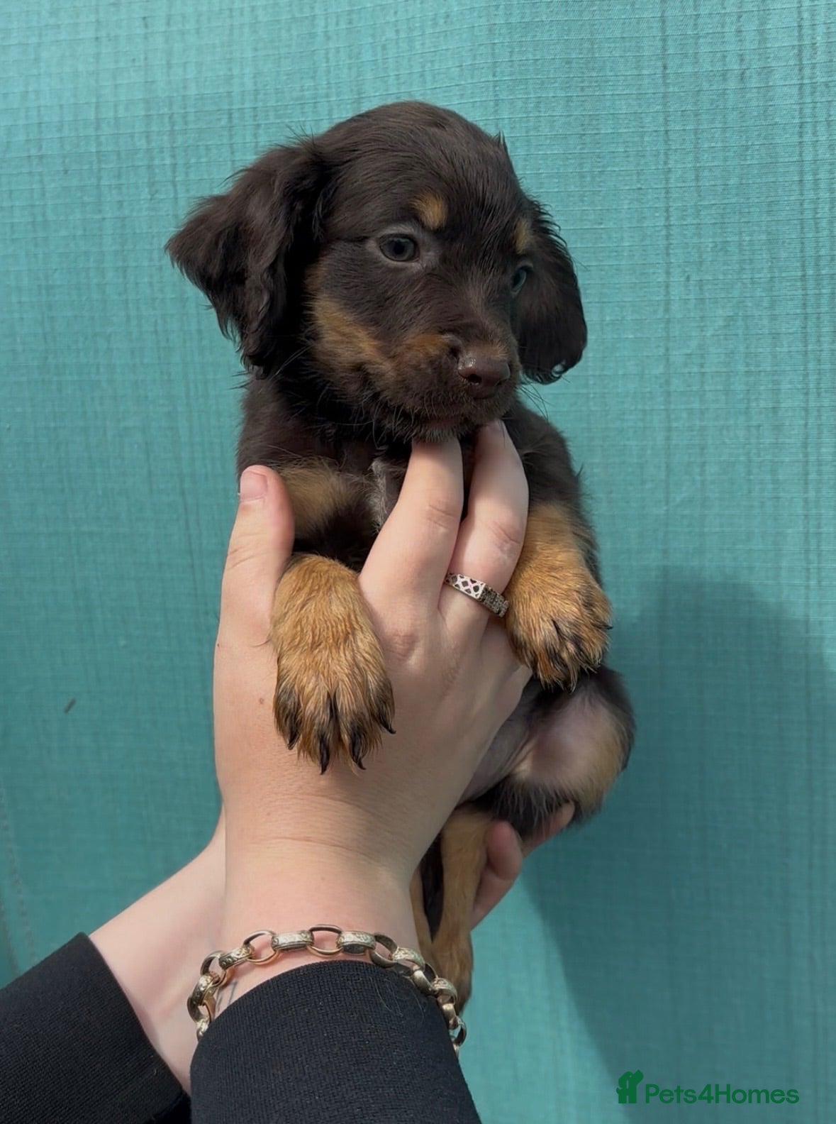 Cocker Spaniel dogs Cocker spaniel puppies for sale  - Advert 2