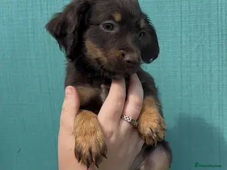 Cocker Spaniel dogs Cocker spaniel puppies for sale - Advert 1