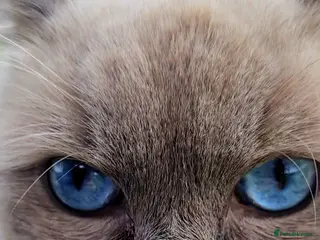 Ragdoll cats Stud Muffin in Ilkeston - Advert 15