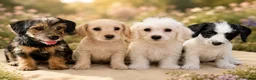 Jackapoo dogs for sale: Gorgeous jackapoo pups ready now  - Advert 1