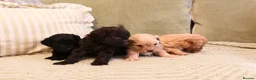 Schnoodle dogs for sale: Gorgeous Schnoodle Puppies 🐾 - Advert 11