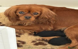 Cavapoo dogs for sale: 🧸Beautiful F1 Cavapoo Puppies, Boy Available🧸 - Image 7