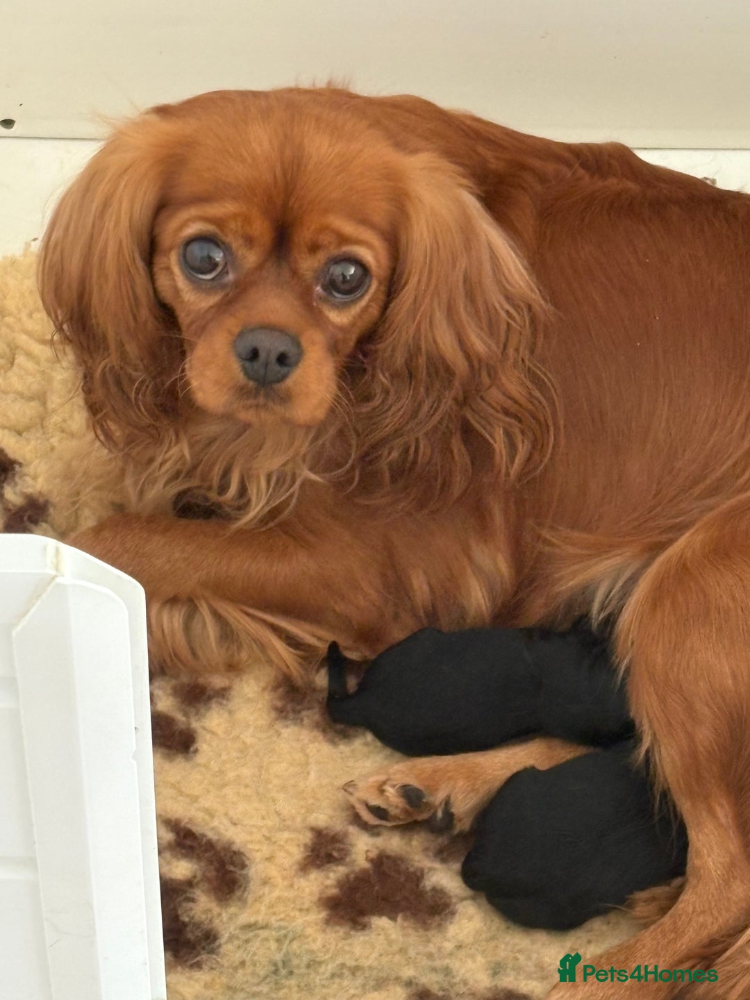 Cavapoo dogs for sale: 🧸Beautiful F1 Cavapoo Puppies, Boy Available🧸 - Image 7