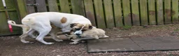 Anatolian Shepherd dogs for sale: Anatolian Shepherd Pups - KC Registered in Carluke - Advert 11