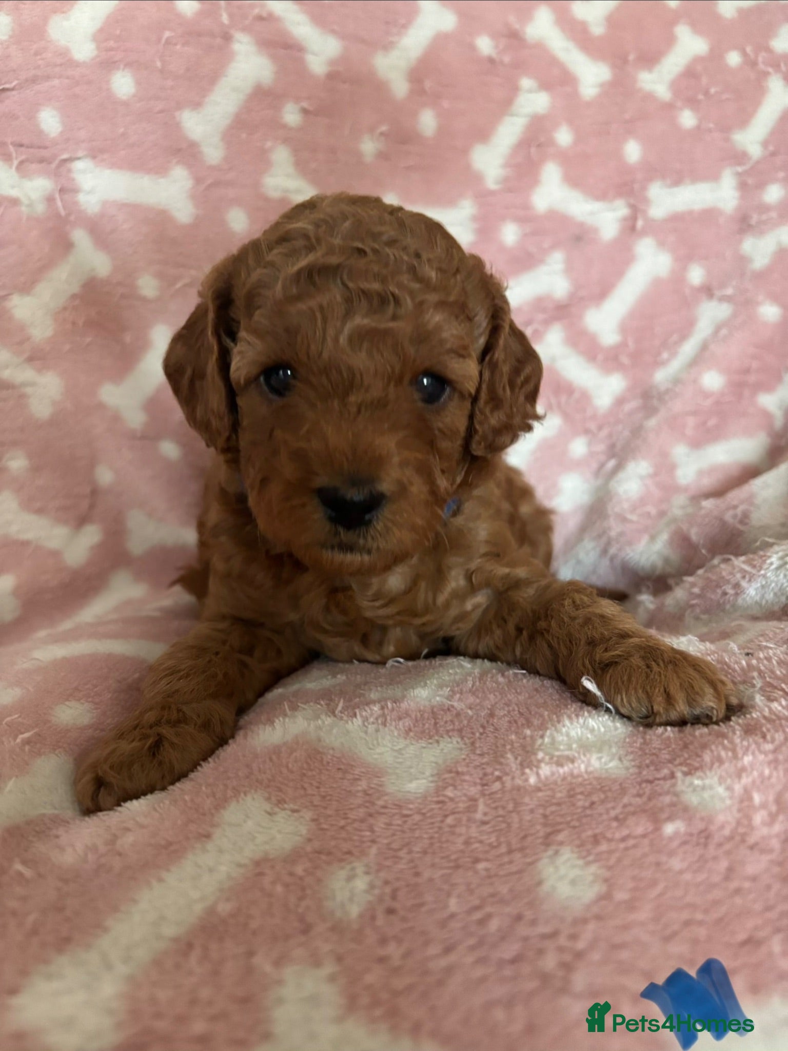 Cockapoo dogs 🐶Beautiful Cockapoo Puppies❤️ - Advert 1
