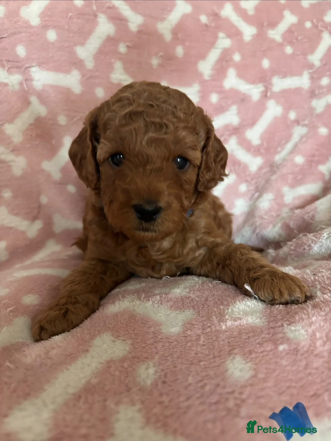 Cockapoo dogs for sale: 🐶Beautiful Cockapoo Puppies❤️ - Advert 1