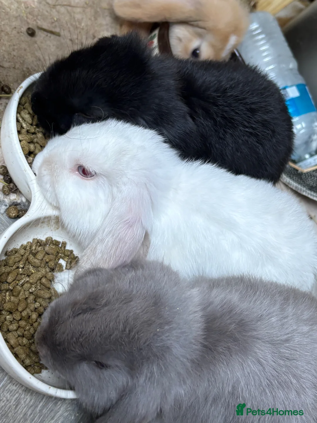 Mini Lop rabbits for sale: Baby bunnies looking for their new home 🐰❤️ - Advert 2