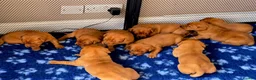 Labrador Retriever dogs for sale: Stunning litter of Fox Red Labrador Retrievers  - Advert 4