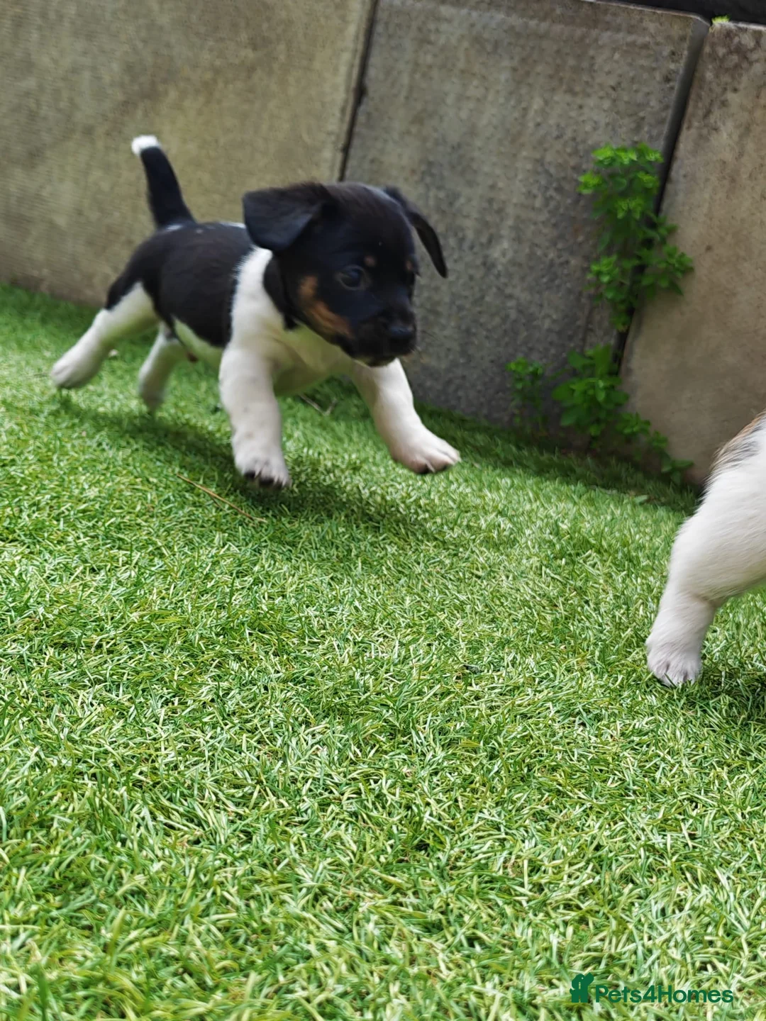 Mixed Breed dogs for sale: Mauxie ( Miniature Dachshund X Maltese )  in Gainsborough - Advert 2